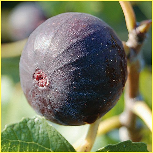 Amazon.co.jp: いちじく(イチジク)苗木 ビオレソリエスの苗木 13.5cm